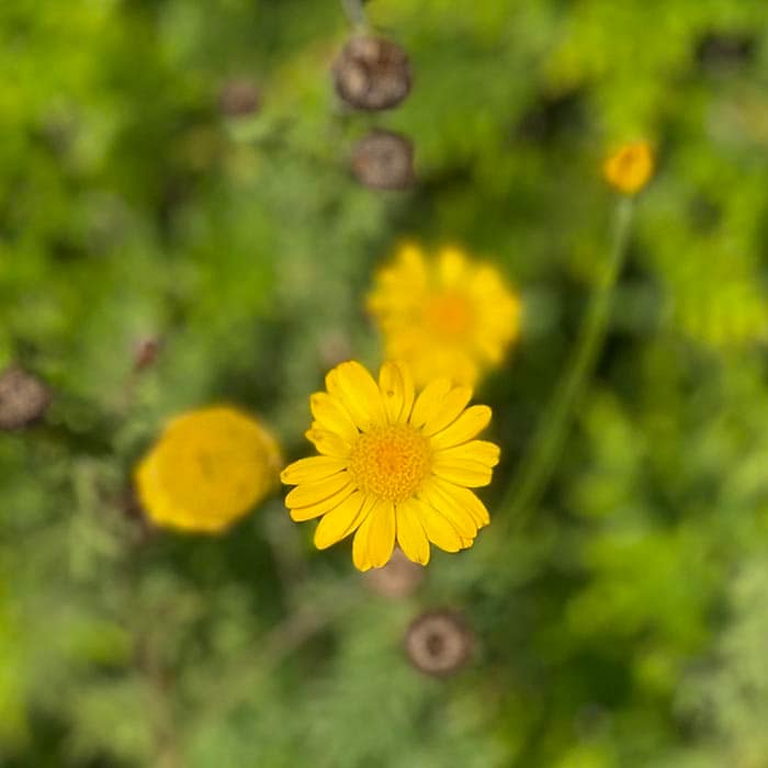 Psykolog Hillerød - Sensitivitet