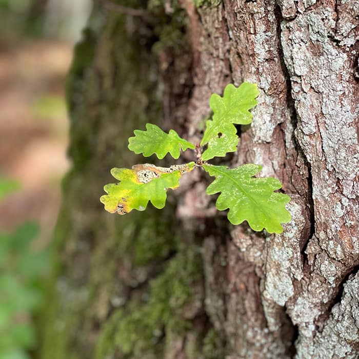 Sensitivitet Psykolog Hillerød