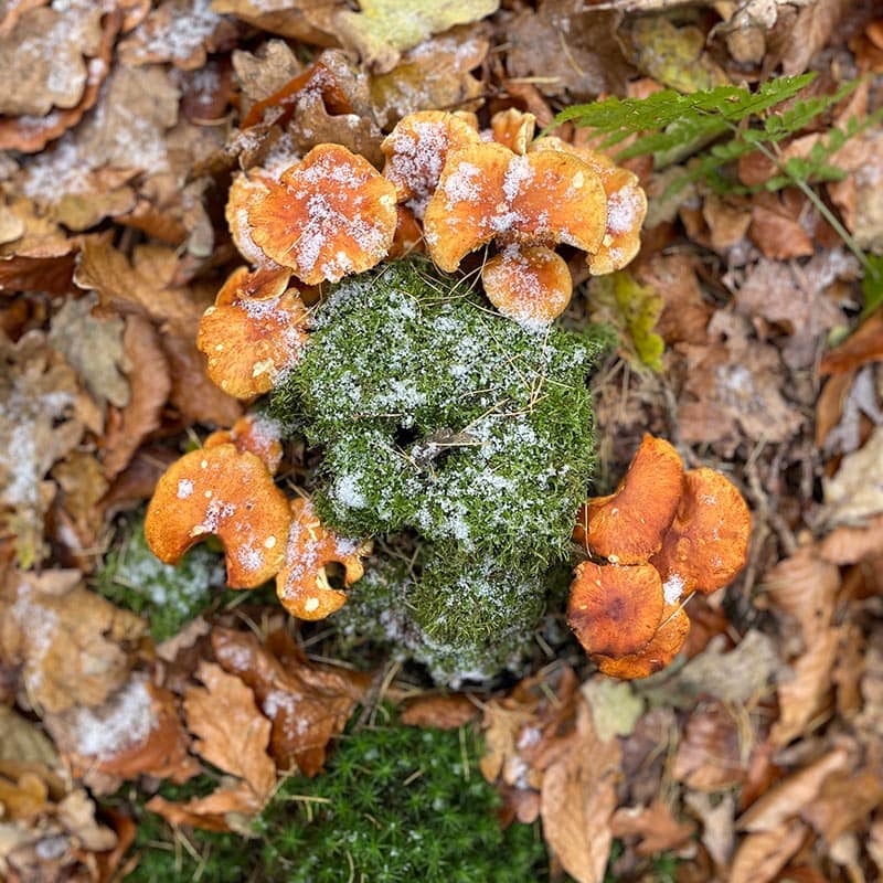 Psykolog Hillerød Personlig Udvikling