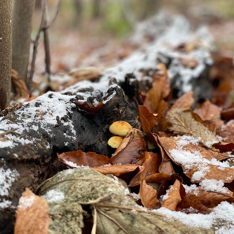 Psykolog Hillerød - Krise hjælp