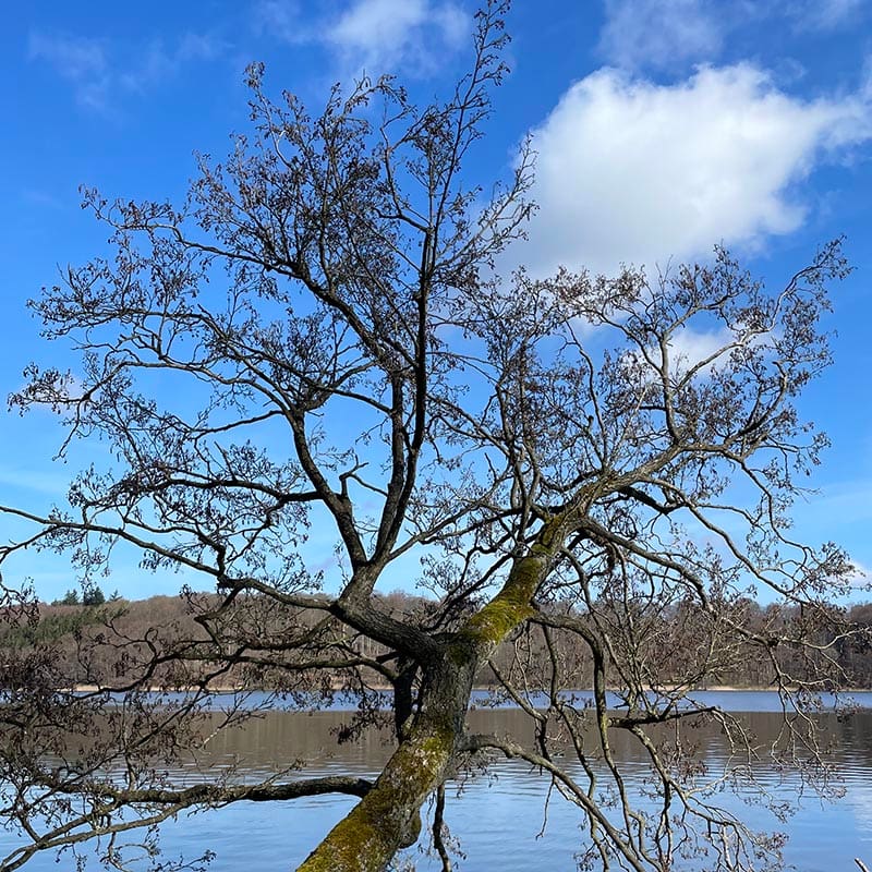 Acceptance and Commitment Therapy (ACT) - Hillerød - psykolog